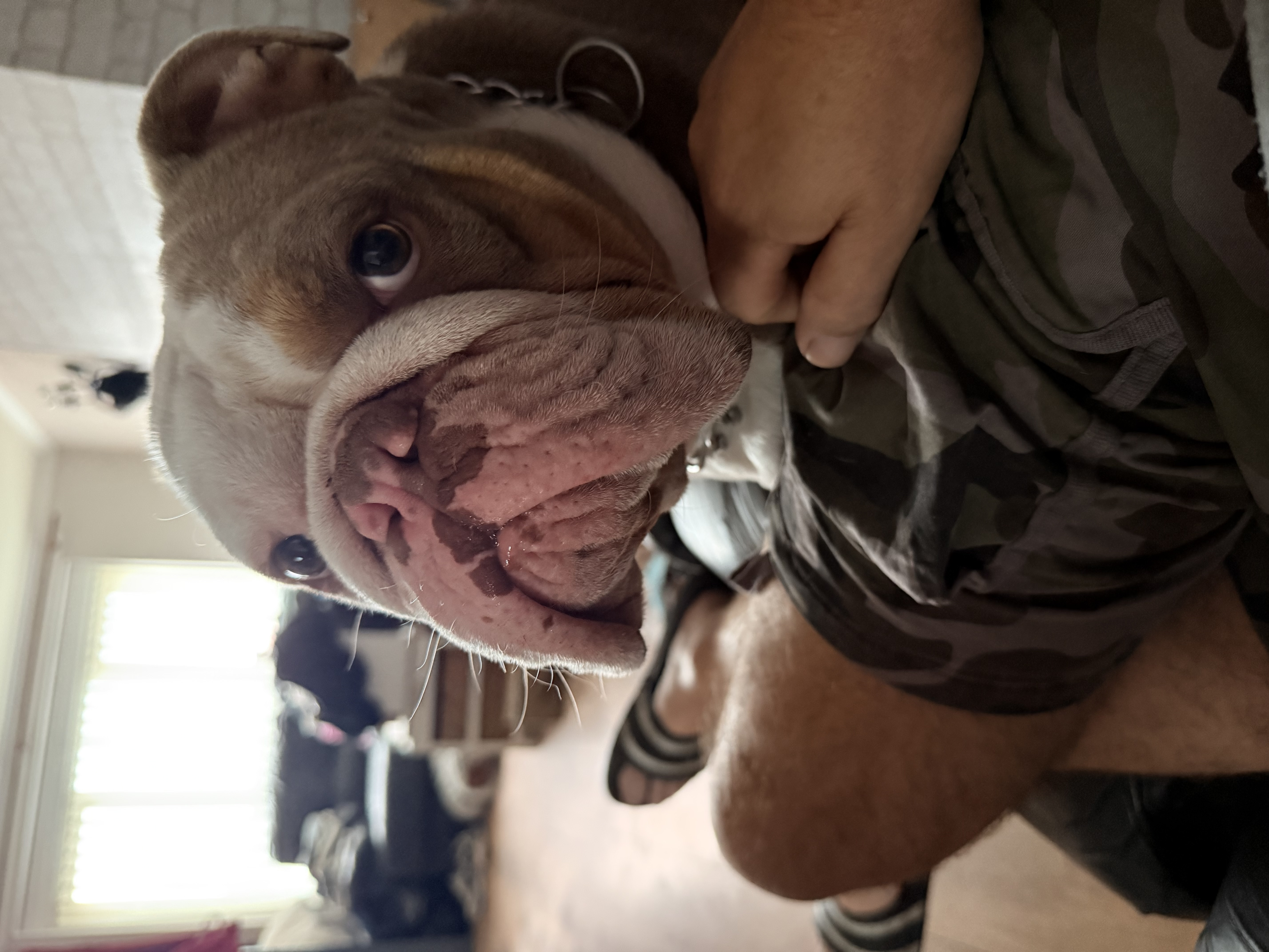 Presley dog sitting update